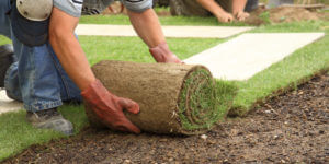 Contractors landscaping with sod
