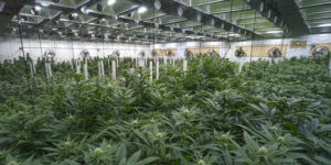 Medical marijuana growing facility